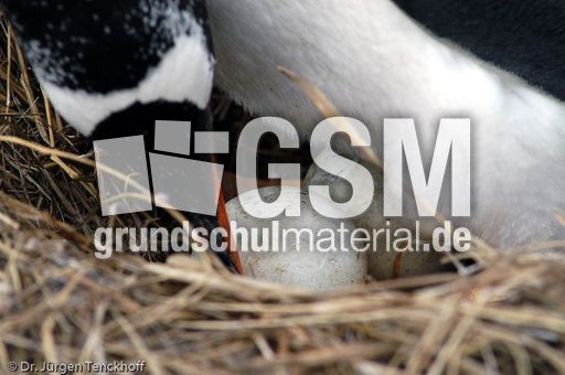 Eselspinguin (27 von 97).jpg